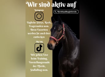 Hanoverian, Mare, 6 years, 16,1 hh, Smoky-Black