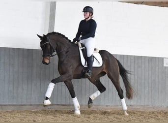 Hanoverian, Mare, 6 years, 16,2 hh, Bay-Dark