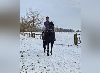 Hanoverian, Mare, 6 years, 16,2 hh, Black