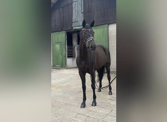 Hanoverian, Mare, 6 years, 16,2 hh, Black