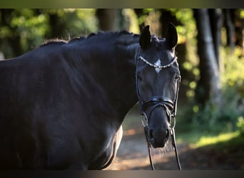 Hanoverian, Mare, 6 years, 16,2 hh, Black