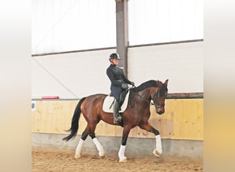 Hanoverian, Mare, 6 years, 16,2 hh, Brown
