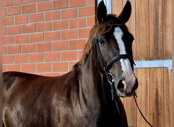 Hanoverian, Mare, 6 years, 16,2 hh, Chestnut
