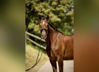 Hanoverian, Mare, 6 years, 16,2 hh, Chestnut