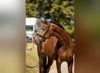 Hanoverian, Mare, 6 years, 16,2 hh, Chestnut