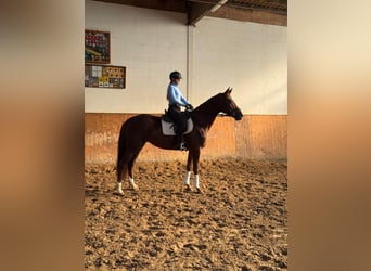 Hanoverian, Mare, 6 years, 16,2 hh, Chestnut-Red