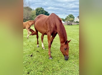 Hanoverian, Mare, 6 years, 16,2 hh, Chestnut-Red