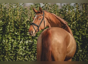 Hanoverian, Mare, 6 years, 16,2 hh, Chestnut-Red