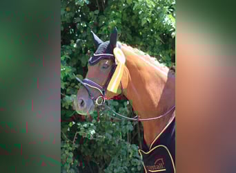 Hanoverian, Mare, 6 years, 16,2 hh, Chestnut-Red