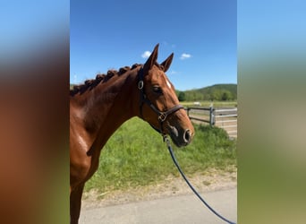 Hanoverian, Mare, 6 years, 16,2 hh, Chestnut-Red