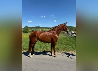 Hanoverian, Mare, 6 years, 16,2 hh, Chestnut-Red