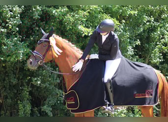 Hanoverian, Mare, 6 years, 16,2 hh, Chestnut-Red