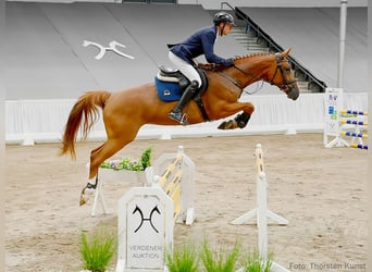 Hanoverian, Mare, 6 years, 16,2 hh, Chestnut-Red