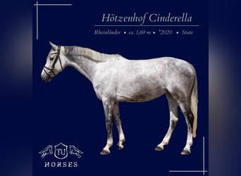 Hanoverian, Mare, 6 years, 16,2 hh, Grey