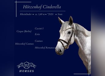 Hanoverian, Mare, 6 years, 16,2 hh, Grey