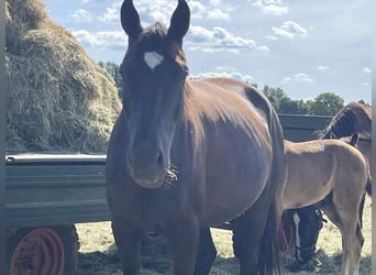 Hanoverian, Mare, 6 years, 16,3 hh, Black