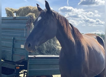 Hanoverian, Mare, 6 years, 16,3 hh, Black
