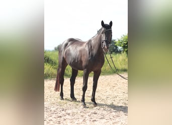 Hanoverian, Mare, 6 years, 16,3 hh, Black