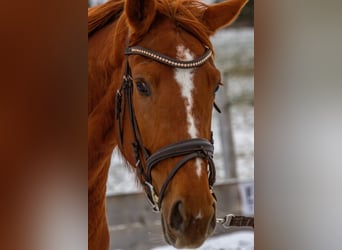 Hanoverian, Mare, 6 years, 16,3 hh, Chestnut-Red
