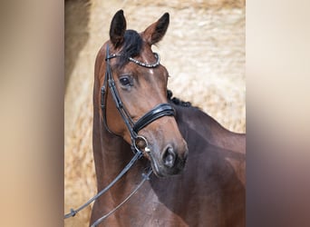 Hanoverian, Mare, 6 years, 17.1 hh, Brown