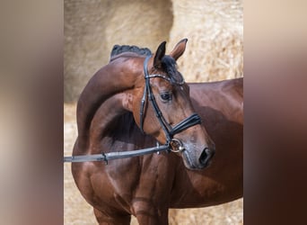 Hanoverian, Mare, 6 years, 17.1 hh, Brown