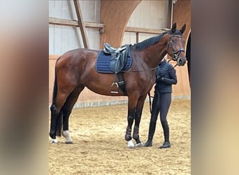 Hanoverian, Mare, 6 years, 17.1 hh, Brown