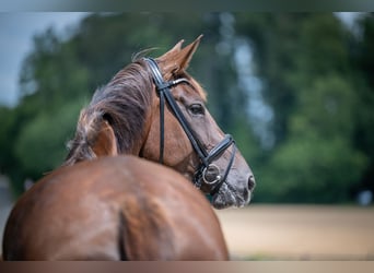Hanoverian, Mare, 6 years, 17.1 hh, Chestnut