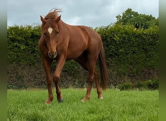 Hanoverian, Mare, 6 years, 17.1 hh, Chestnut-Red Hanoverian, Mare, 6 years, 17.1 hh, Chestnut-Red