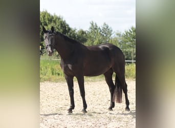 Hanoverian, Mare, 6 years, 17.2 hh, Black