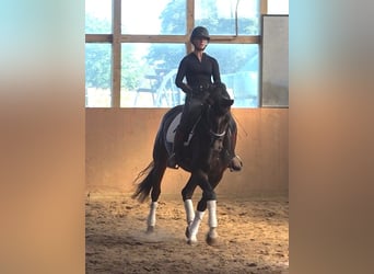 Hanoverian, Mare, 6 years, 17 hh, Bay-Dark