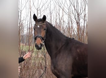 Hanoverian, Mare, 6 years, 17 hh, Bay-Dark