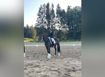 Hanoverian, Mare, 6 years, 17 hh, Bay-Dark