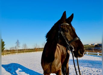 Hanoverian, Mare, 6 years, 17 hh, Bay-Dark