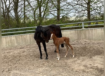 Hanoverian, Mare, 6 years, 17 hh, Bay-Dark