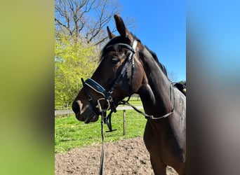 Hanoverian, Mare, 6 years, 17 hh, Bay-Dark