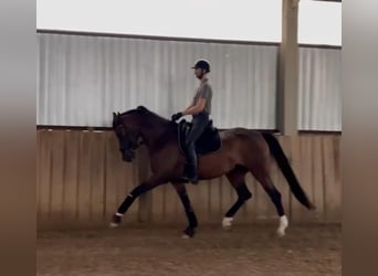 Hanoverian, Mare, 6 years, 17 hh, Bay