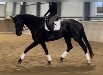 Hanoverian, Mare, 6 years, 17 hh, Black