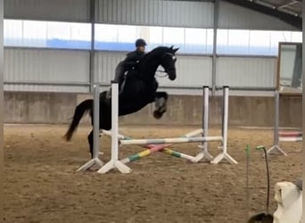 Hanoverian, Mare, 6 years, 17 hh, Black