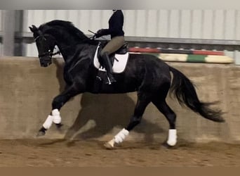 Hanoverian, Mare, 6 years, 17 hh, Black