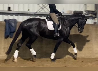 Hanoverian, Mare, 6 years, 17 hh, Black