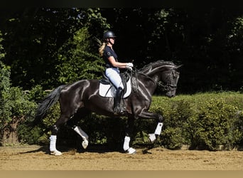 Hanoverian, Mare, 6 years, 17 hh, Black