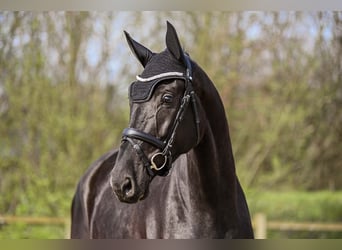 Hanoverian, Mare, 6 years, 17 hh, Black