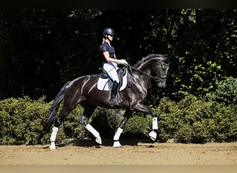 Hanoverian, Mare, 6 years, 17 hh, Black