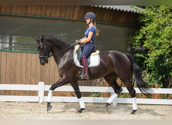 Hanoverian, Mare, 6 years, 17 hh, Black