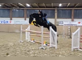 Hanoverian, Mare, 6 years, 17 hh, Black