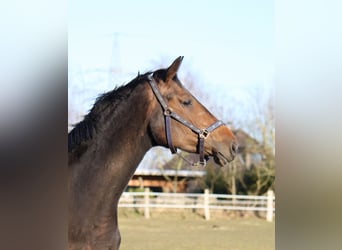 Hanoverian, Mare, 6 years, 17 hh, Brown