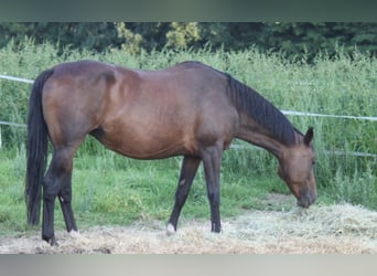 Hanoverian, Mare, 6 years, 17 hh, Brown