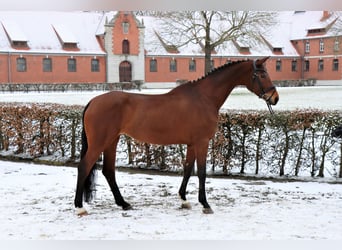 Hanoverian, Mare, 6 years, 17 hh, Brown