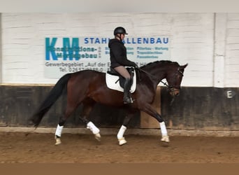 Hanoverian, Mare, 6 years, 17 hh, Brown