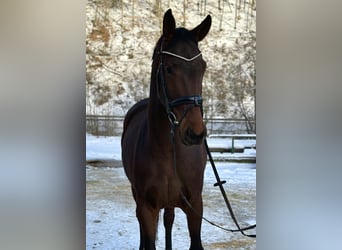 Hanoverian, Mare, 6 years, 17 hh, Brown